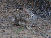 Gut getarnter Hase