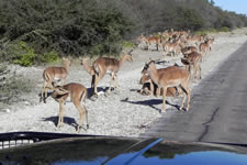 Unterwegs im Etosha NP