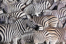 Zebras