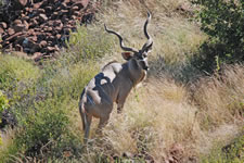 Kudu-Bock
