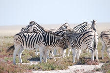 Zebras