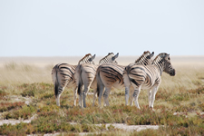 Zebras