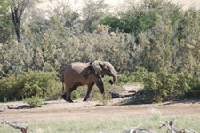 Wüstenelefant