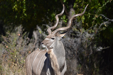 Kudu