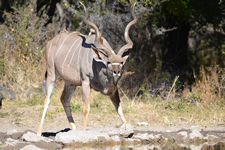 Kudu