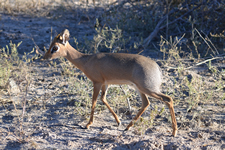 Dik-Dik