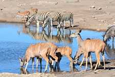 Wasserloch Etosha