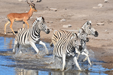 Wasserloch Etosha