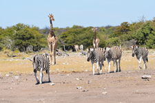 Wasserloch Etosha