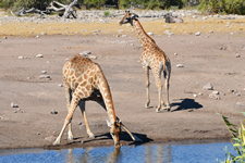 Wasserloch Etosha