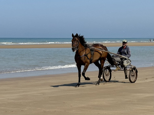 Ein Sulky-Fahrer am Strand