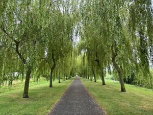 Auch in Pontorson: eine magische Allee aus Trauerweiden