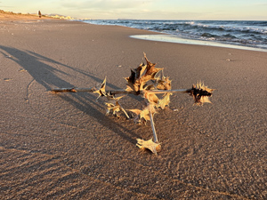 Stranddistel
