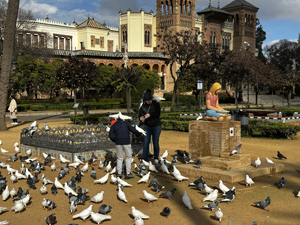 Tauben im Parque de Mar&iacute;a Luisa