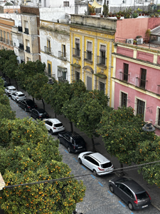Orangenb&auml;ume s&auml;umen viele Strassen in der Provin C&aacute;diz