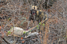 Wildhund mit frischen Kadaver