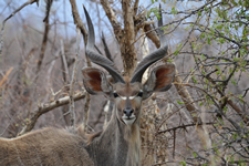 Kudu