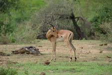 Impala