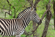 Zebra