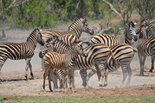 Zebras