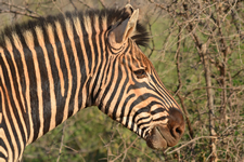 Auch die Zebras sind rosarot