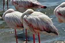 Flamingos