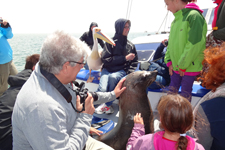 Robbenbesuch auf dem Boot