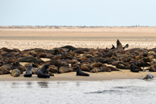 Robbenkolonie vor Walvis Bay