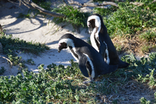 Afrikanische Pinguine