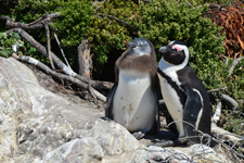 Afrikanische Pinguine