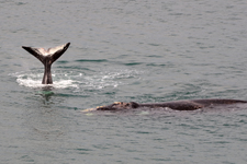 Southern Right Whale