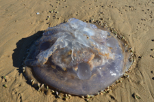 Quallen am Strand von Wilderness