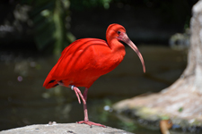 Roter Ibis