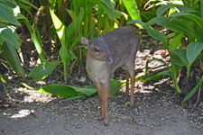 Duiker