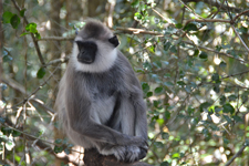 Hanoman-Langur