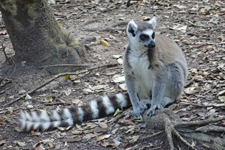 Lemur