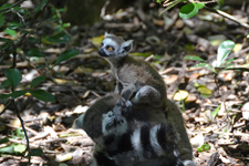 Lemur