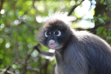 Brillenlangur