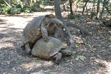 Diamantschildkröten