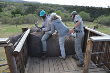 Safari hoch zu Elefant