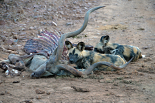 Junge Wildhunde mit Kudu-Kadaver