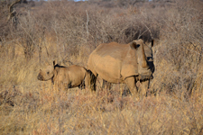 Nashorn mit Baby