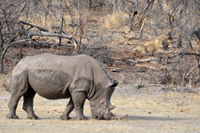 Das Nashorn wird sehr genau beobachtet